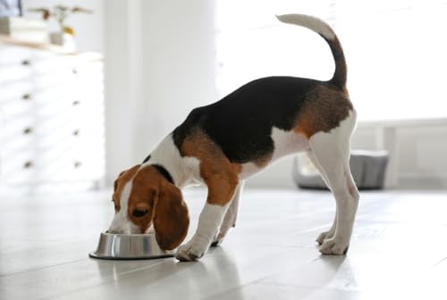 Van Ness Pets Small Non Tip Stainless Steel Dog Bowl, 16 OZ Food and Water Dish, Wide Base Prevents Spills, Silver - size: 16 OZ - SMALL