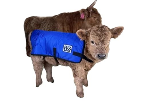 IVS ThermaCalf Calf Blanket – Thermal Insulated Livestock Jacket with Adjustable Buckle Straps - size: Large