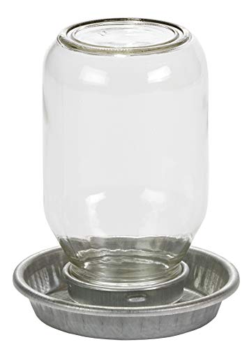 Glass Jar Chick Waterer - Little Giant - Mason Jar Baby Chick Waterer, 1 Quart (Item No. MJ9826)
