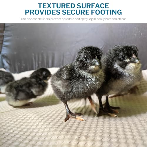 Insta Brooderβ’ for Hatchlings, Chicken Pop Up Playpen, 10.5 x 10 x 4 inches