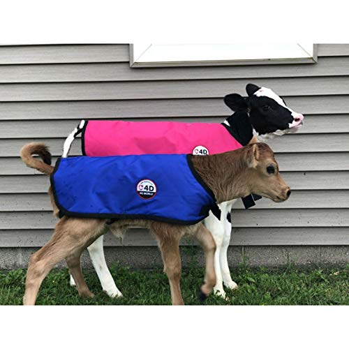 Calf Coat Small for Jersey calves Blue