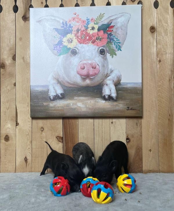 Rattle Balls 4 Pack for Dogs, Pigs, Rabbits, and Other Pets (Red Blue Yellow) - You Can Add Apples, Lettuce, or Small Dog Bones in The Holes - color: Red Blue Yellow