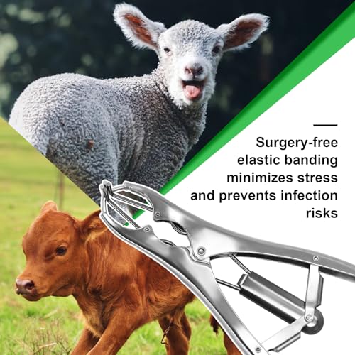 Goat Banding Kit, Stainless Steel Expander Tool with 200pcs 3-Size Rubber Bands & Expander Plier and Bands Kit for Humane Livestock Handling (Goats/Sheep/Calves/hog) - color: silver, size: Small