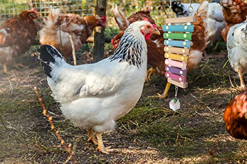 Chicken Xylophone Toy for Hens Suspensible Wood Xylophone Toy with 8 Metal Keys Chicken Coop Pecking Toy with Grinding Stone (Macaron Color)