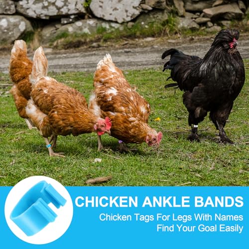 240 Pcs 20mm Plastic Chicken Leg Bands, Color-Coded Leg Bands for Chickens & Farmers