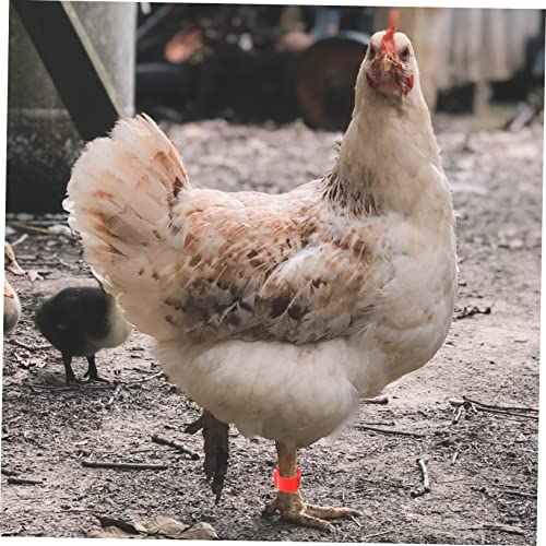 100pcs Bright Colors Meat Pigeon Anklet Pigeon Foot Rings Poultry Leg Bands Identification Ring for Birds Chicken Supplies