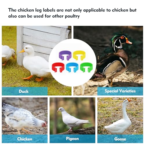100 Pcs 16mm Plastic Chicken Leg Bands, Color-Coded Leg Bands for Chickens & Farmers, Notched Ring Design Chicken Bands Leg for Easy Flock Management