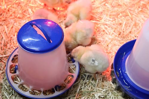 Double-Tuf® Plastic Poultry Feeder and Waterer Kit | Hanging Chicken Feeder | Hanging Chicken Waterer | 5 Lb Poultry Feeder | 5 Quart Poultry Waterer