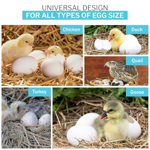 IncuTurn™ Automatic Egg Turner for HovaBator Incubators – Universal Egg Turner Tray for Chicken, Quail & Goose Eggs – Holds 42 Chicken 70 Quail 28 Goose Eggs (Turner Only)