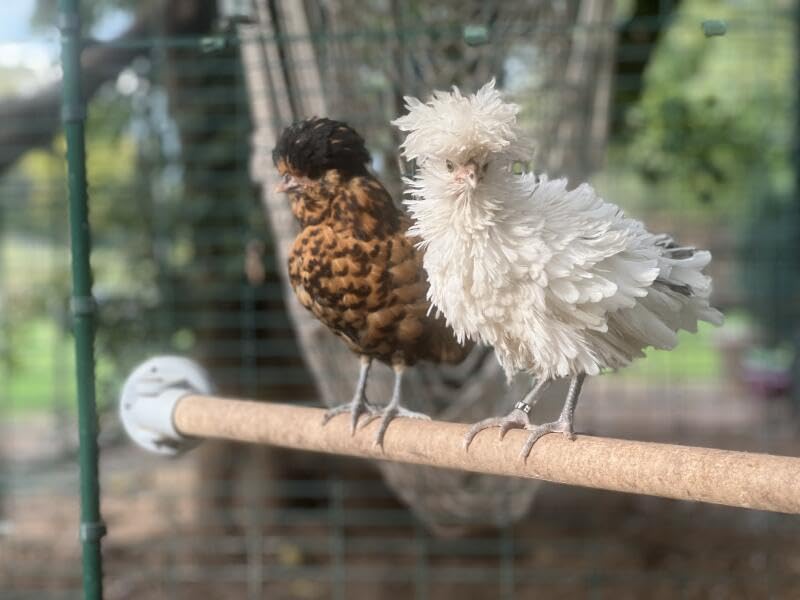 Omlet Chicken Perch | Eucalyptus Wood Roosting Bar for Poultry Runs | Weather-Resistant Outdoor Chicken Perch with Innovative Bracket Design | Fun and Durable Hen Accessory | 3ft - size: 3ft