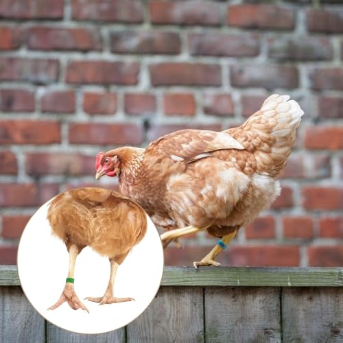 100Pcs Chicken Leg Rings - Colorful Readable Numbered Chicken Identification Leg Bands, Poultry Leg Bands Clip on Leg Rings for Ducks Chicks Chicken Guinea Pigeons Goose Gamefowl (16mm/0.6inch) - size: 16mm/0.6inch