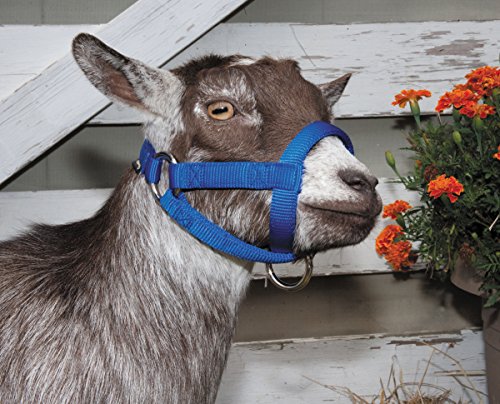 Weaver LivestockWeaver Leather Livestock Goat Halter, Blue, 3/4" Small - color: Blue, size: Small