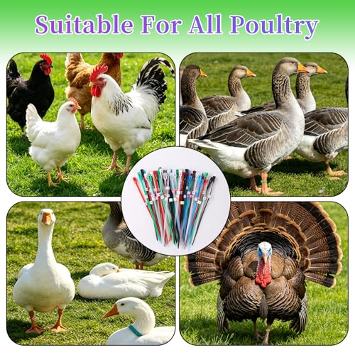 100 Pcs Chicken Leg Bands with 400Pcs Charms, Adjustable Plastic Leg Bands for Chickens Ducks Geese, Color-Coded Poultry Identification Rings for Farm Flock Management