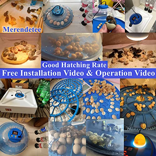 26-52 Eggs Automatic Incubator | Upgrade Automatic Water Adding |360 Degree View | incubators for Hatching Eggs |Without Installation Use - size: 26-BLUE2