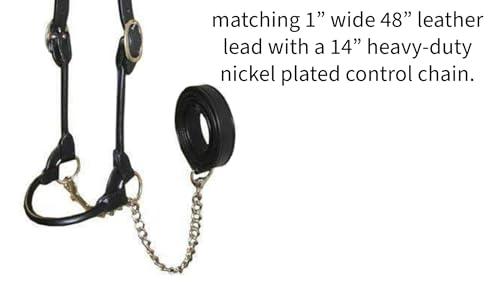 Derby Originals New and Improved Premium Round Rolled Leather Cattle Show Halter with Matching Chain Lead - color: Black, size: Large (950lbs-1500lbs)