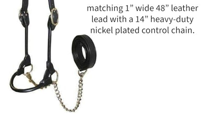 Derby Originals New and Improved Premium Round Rolled Leather Cattle Show Halter with Matching Chain Lead - color: Black, size: Medium (650-1050lbs)