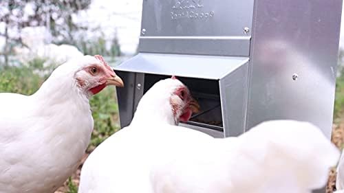 RentACoop Metal Trough Feeder with Lid & Rain Cover – Galvanized Steel, Gravity-Fed, Side View Window, Adjustable Grate for Easy Cleaning, Suitable for Chickens, Ducks, Poultry & More – 10lb Capacity - size: 10LB Capacity