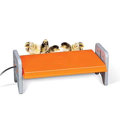 K&H Pet Products Chicken Brooder Heater for Chicks Ducklings, Adjustable Heating Plate for Brooder Boxes, Warms up to 30 Chicks, Chicken Coop Poultry Heating with Safety Light, Large 40 Watts - size: Large 20 X 11.5 X 8 Inches