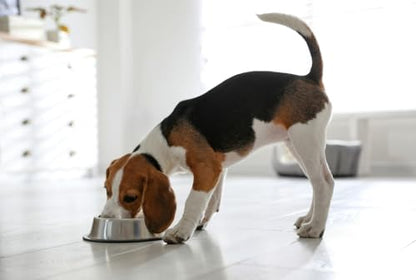 Van Ness Pets Small Non Tip Stainless Steel Dog Bowl, 16 OZ Food and Water Dish, Wide Base Prevents Spills, Silver - size: 16 OZ - SMALL
