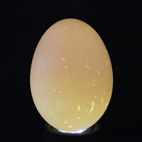 RITE Farm Egg Candler CANDLING BROODER Incubator Chicken BANTEM Poultry Light (Black) - color: Black
