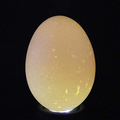 RITE Farm Egg Candler CANDLING BROODER Incubator Chicken BANTEM Poultry Light (Black) - color: Black