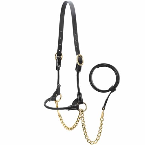 Jeffers Soft Pre-Oiled Harness Leather Show Halter for Cattle – Durable Rolled Cheeks, Noseband, 6’ Lead Rope with 24" Brass Chain & Bolt Snap, Safe Handling, Top Accessory - color: Black, size: Medium