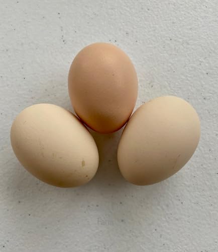 12 Barnyard Mix Chicken Fertile Hatching Eggs - Shipped in Foam from Free Range Birds