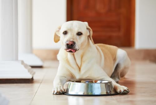Van Ness Pets Large Non Tip Stainless Steel Dog Bowl, 64 OZ Food And Water Dish, Wide Base Prevents Spills - size: 64 OZ - LARGE