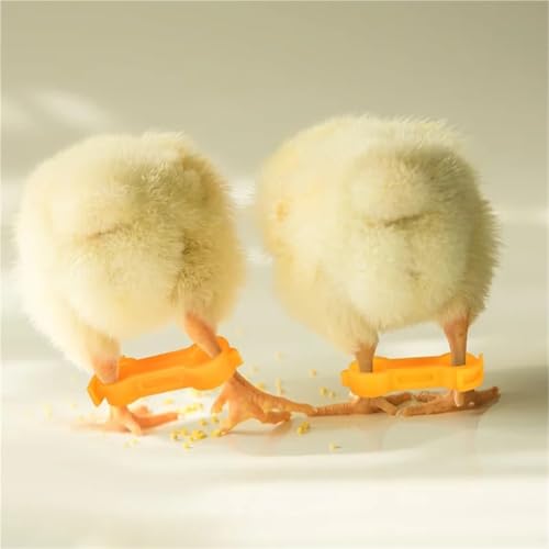 Chicken Leg Bands 60 Pcs Baby Chick Splay Leg Hobbles Poultry Bands- Chicken Hobble Braces for Chicks