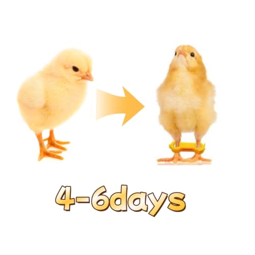 15 Pieces of Baby Chicken Parrot Character Poultry Leg Belts, Newborn Chicks, Quails, Ducks, 1 to 3 Days Newly Hatched Bird Parrot Leg Belts, 3 Sizes