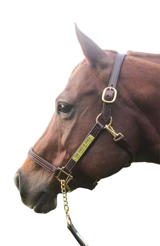 Tack Shack of Ocala Leather Halter for Horses with Customized Engraved Name Plate Option Halter for Horse | Brown/Brass, Black/Brass, Black/Chrome Options - size: Spring Yearling/Medium Pony