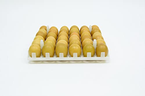 Hatching Time Egg Setter Tray (36 Chicken Eggs), Good Fit, Durable, Washable, Easy to Clean, ABS Plastic - style: 36 Egg Setter Tray - Chicken