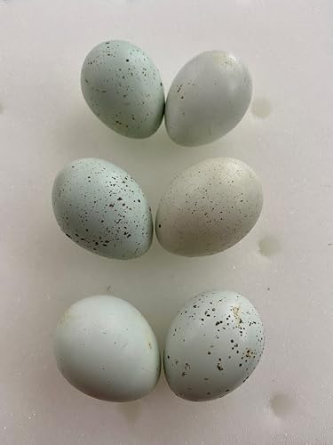 Celadon Coturnix Quail Fertile Hatching Egg Set - 6 Eggs - Shipped in Foam from Free Range Birds