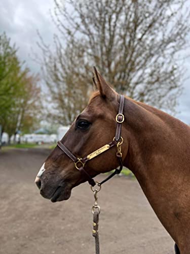 Leaders 3/4" Leather Halter for Horses with Customized Engraved Name Plate Brown Leather with Solid Brass Hardware - size: Small Pony