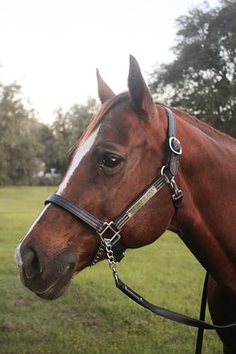 Tack Shack of Ocala Leather Halter for Horses with Customized Engraved Name Plate Option Halter for Horse | Brown/Brass, Black/Brass, Black/Chrome Options - size: Weanling/Small Pony