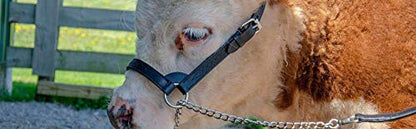 Derby Originals Premium Fancy Stitch Flat Leather Cattle Show Halter – Adjustable Fit with 48" Lead and 14" Chain, Small/Medium/Large – 1-Year Warranty - color: Havana, size: Large (950lbs-1500lbs)