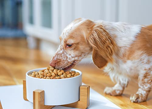 NAT & Jules Small White 6 inch Stoneware Ceramic and Wood Pet Bowl with Stand - color: White