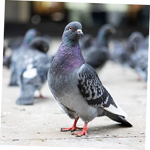 Homoyoyo 100pcs Identification for Pigeons Poultry Plastic Leg Bands for Birds Easy to Use Foot Clips for Marking Differentiating Breeds Mixed Colors