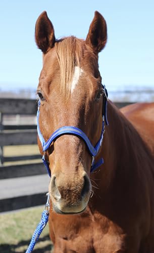 TuffRider Nylon Breakaway Halter & Lead Rope Set | Adjustable Halter for Horses with Lead Rope | Multiple Sizes and Colors - Neon Blue/Grey - Cob - color: Neon Blue/Grey, size: Cob