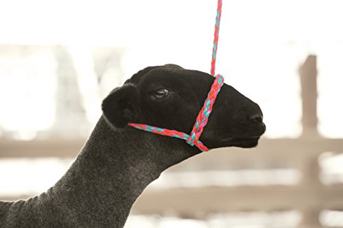 Weaver Livestock Barn Brush and Weaver Leather Livestock Poly Rope Sheep Halter