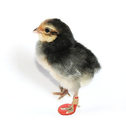 2 Pack Chick Hobble Brace Chick Splay Leg Brace for Newly Hatched Chicks Baby Goslings Juvenile Birds