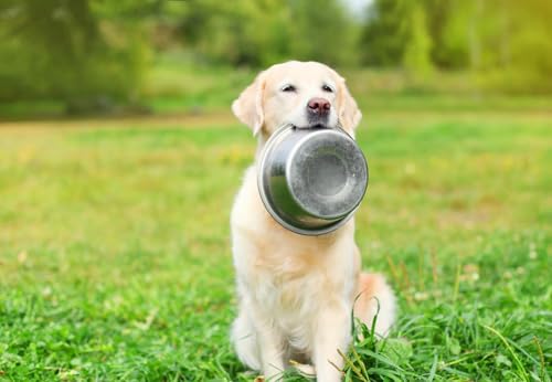 Bosky 4 Pack Stainless Steel Dog Bowls 7.7" Diameter (5 Cups) | For Food or Water, Ideal for Floor Use, For Elevated Feeder Stands - size: 7.7" (4 Pack)