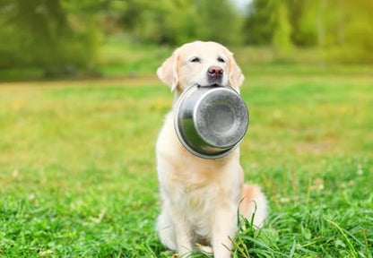 Bosky 4 Pack Stainless Steel Dog Bowls 7.7" Diameter (5 Cups) | For Food or Water, Ideal for Floor Use, For Elevated Feeder Stands - size: 7.7" (4 Pack)