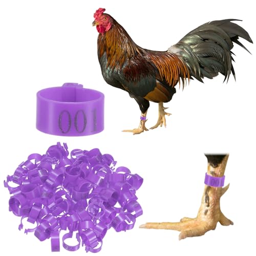 M METERXITY 100-Pack Chicken Leg Bands, 16 mm Plastic Poultry Identification Chicken Leg Rings for Turkey/Duck/Goose/Chicks, Colorful Numbered Foot Clip on Tags [Purple] - color: Purple, size: 2 x 2.1 x 1 cm / 0.79 x 0.83 x 0.4 in(L x W x H)