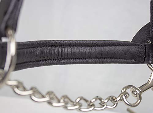 Derby Originals Premium Raised Padded Fancy Stitch Leather Cattle Show Halter with Matching Chain Lead - color: Havana, size: Medium (650-1050lbs)