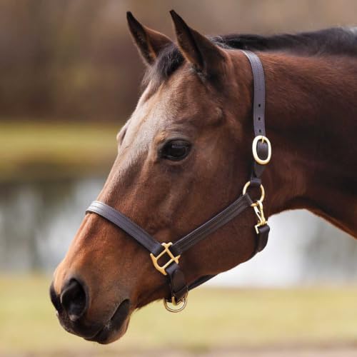 Country Pride Fairfield Triple Stitched Leather Halter - size: Cob