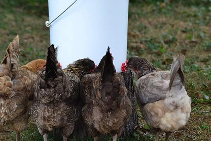 RentACoop DIY Waterer Kit - Horizontal Nipples with Dribble Dish and Installation Tool - Great for Chickens, Turkeys, Peafowl, and Other Poultry - 12 Pack - size: 12 Pack