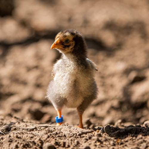 Hatching Time Poultry Leg Bands 6 mm Red Pack of 25 with Zip Connection for Chickens Quail Small Birds and Backyard Flock Identification - color: Red, size: 6 mm