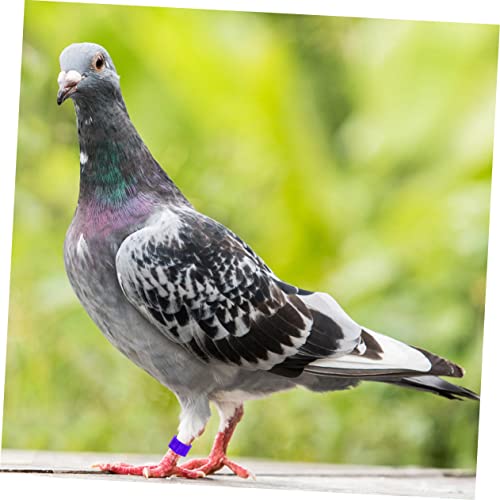 FOMIYES 900pcs Mixed Color Poultry Foot for Birds Chickens and Pigeons Lightweight Leg Bands for Easy Identification and Management