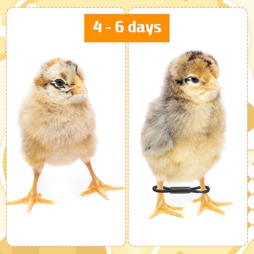 100 Pcs Baby Chicken Splay Leg Hobble Braces, Adjustable Poultry Leg Bands for 1-3 Days Newly Hatched Chicks, Quails, Ducks, Practical Spraddle Legs Repair Support Straps for Newborn Poultry (Black)